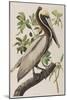 Illustration from 'Birds of America', 1827-38-John James Audubon-Mounted Giclee Print