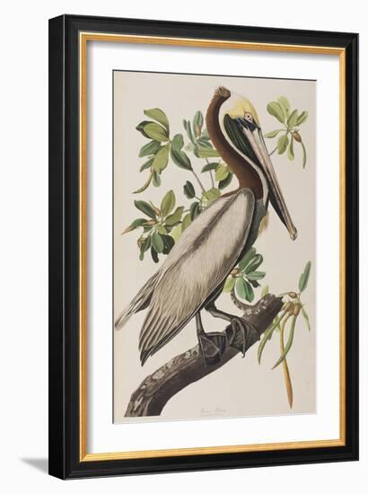 Illustration from 'Birds of America', 1827-38-John James Audubon-Framed Giclee Print