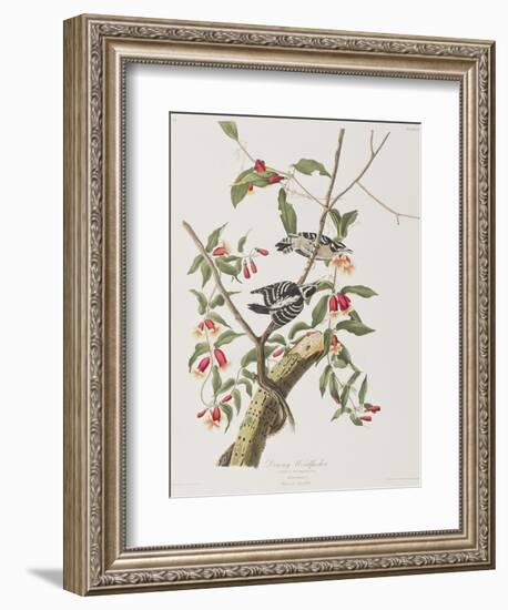 Illustration from 'Birds of America', 1827-38-John James Audubon-Framed Giclee Print