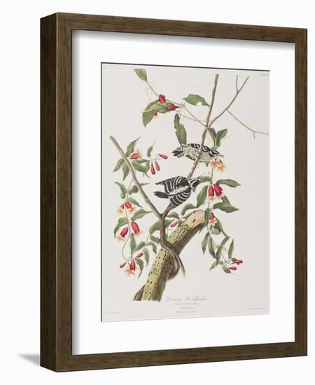 Illustration from 'Birds of America', 1827-38-John James Audubon-Framed Giclee Print