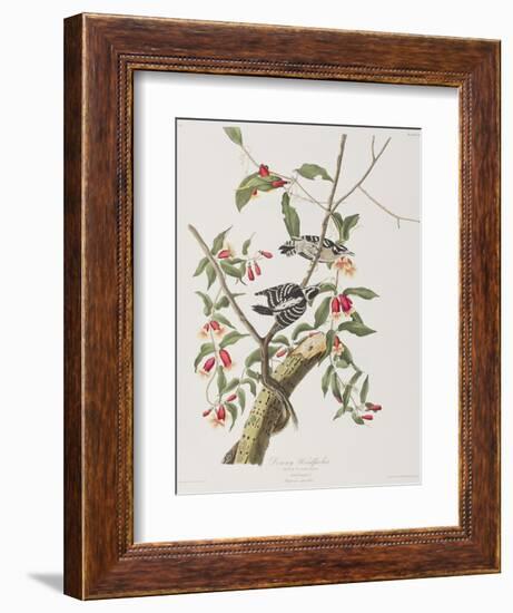 Illustration from 'Birds of America', 1827-38-John James Audubon-Framed Giclee Print