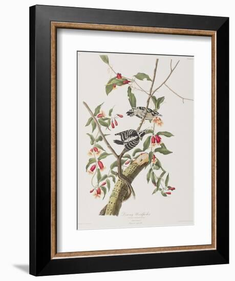 Illustration from 'Birds of America', 1827-38-John James Audubon-Framed Giclee Print