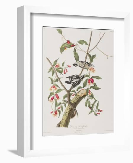 Illustration from 'Birds of America', 1827-38-John James Audubon-Framed Giclee Print