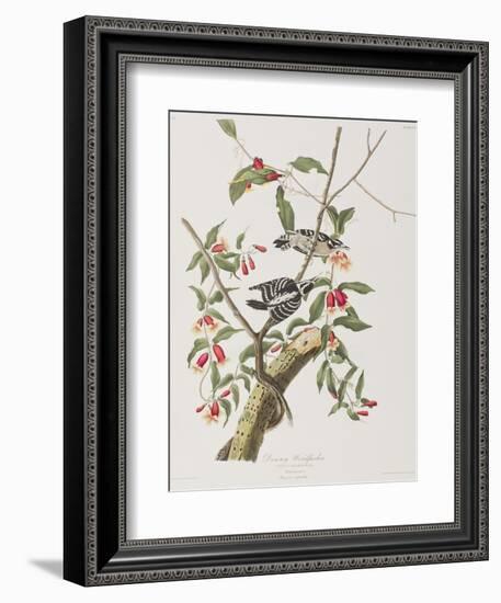 Illustration from 'Birds of America', 1827-38-John James Audubon-Framed Giclee Print