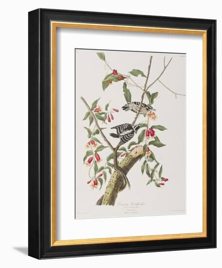 Illustration from 'Birds of America', 1827-38-John James Audubon-Framed Giclee Print