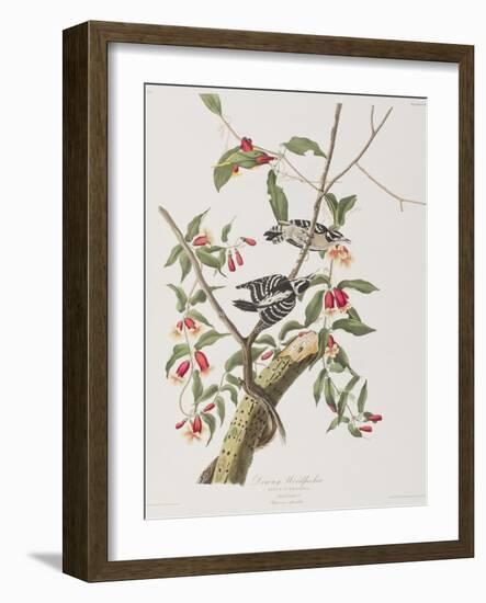 Illustration from 'Birds of America', 1827-38-John James Audubon-Framed Giclee Print