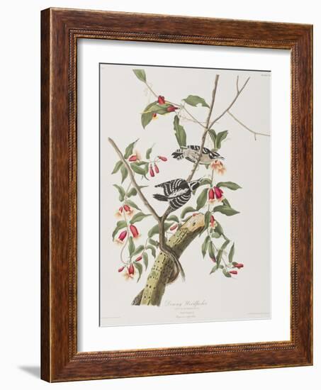 Illustration from 'Birds of America', 1827-38-John James Audubon-Framed Giclee Print