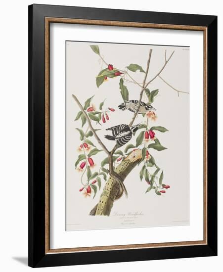 Illustration from 'Birds of America', 1827-38-John James Audubon-Framed Giclee Print