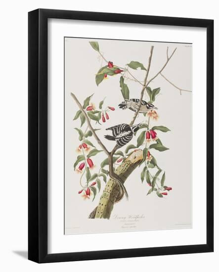 Illustration from 'Birds of America', 1827-38-John James Audubon-Framed Giclee Print