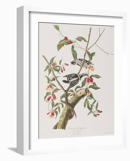 Illustration from 'Birds of America', 1827-38-John James Audubon-Framed Giclee Print