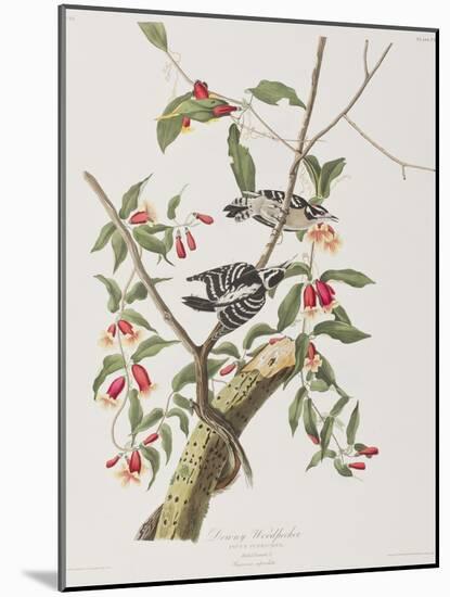 Illustration from 'Birds of America', 1827-38-John James Audubon-Mounted Giclee Print