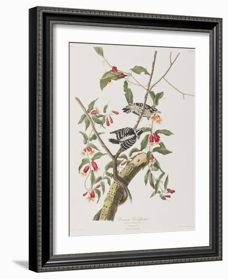 Illustration from 'Birds of America', 1827-38-John James Audubon-Framed Giclee Print