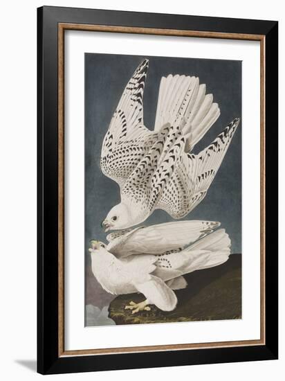 Illustration from 'Birds of America', 1827-38-John James Audubon-Framed Giclee Print