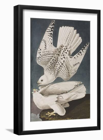 Illustration from 'Birds of America', 1827-38-John James Audubon-Framed Giclee Print