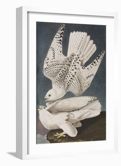 Illustration from 'Birds of America', 1827-38-John James Audubon-Framed Giclee Print