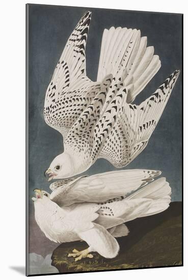 Illustration from 'Birds of America', 1827-38-John James Audubon-Mounted Giclee Print