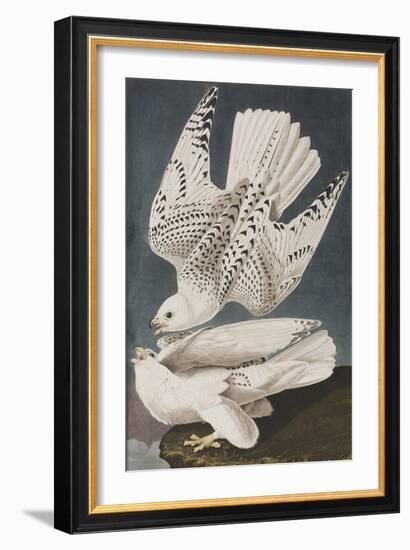 Illustration from 'Birds of America', 1827-38-John James Audubon-Framed Giclee Print