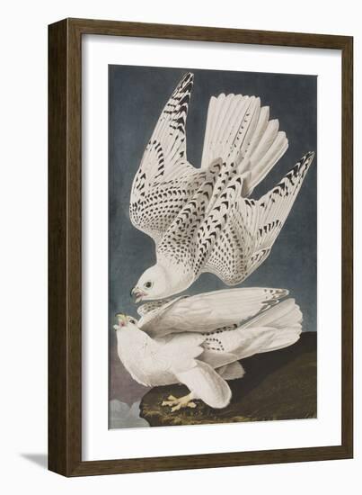 Illustration from 'Birds of America', 1827-38-John James Audubon-Framed Premium Giclee Print