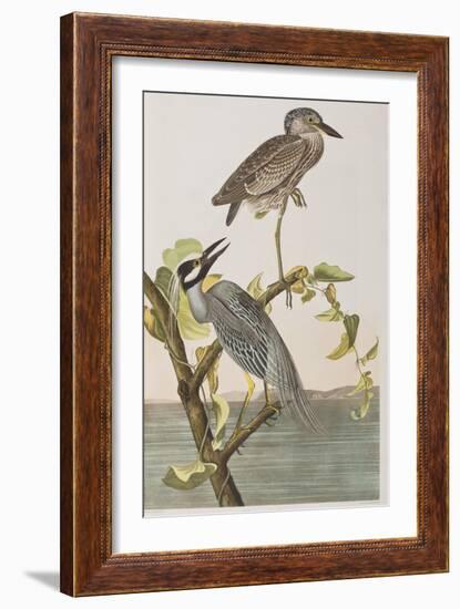 Illustration from 'Birds of America', 1827-38-John James Audubon-Framed Giclee Print