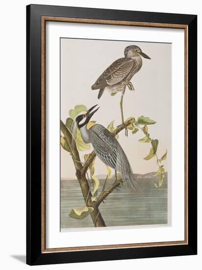 Illustration from 'Birds of America', 1827-38-John James Audubon-Framed Giclee Print