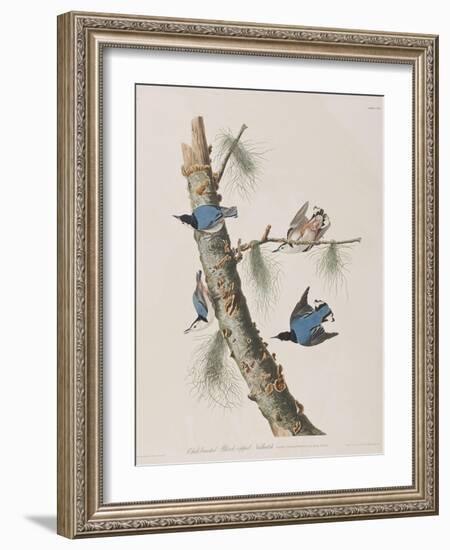 Illustration from 'Birds of America', 1827-38-John James Audubon-Framed Giclee Print