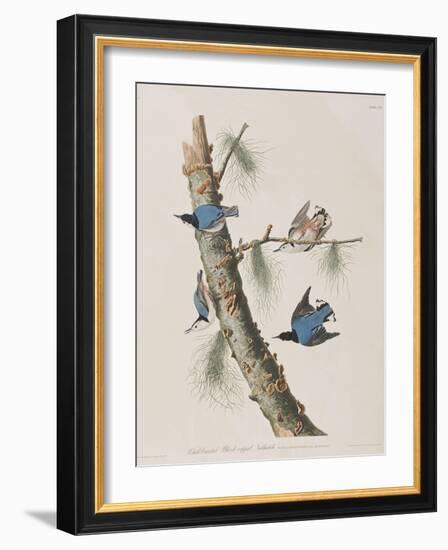 Illustration from 'Birds of America', 1827-38-John James Audubon-Framed Giclee Print