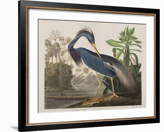 Illustration from 'Birds of America', 1827-38-John James Audubon-Framed Giclee Print