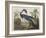 Illustration from 'Birds of America', 1827-38-John James Audubon-Framed Giclee Print