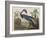 Illustration from 'Birds of America', 1827-38-John James Audubon-Framed Giclee Print