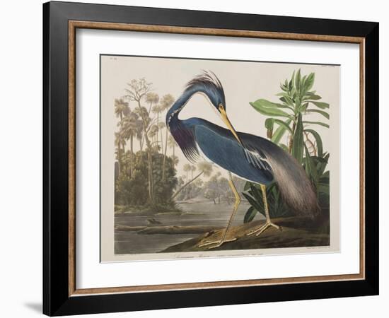 Illustration from 'Birds of America', 1827-38-John James Audubon-Framed Giclee Print