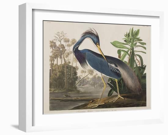 Illustration from 'Birds of America', 1827-38-John James Audubon-Framed Giclee Print