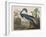 Illustration from 'Birds of America', 1827-38-John James Audubon-Framed Giclee Print