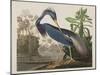 Illustration from 'Birds of America', 1827-38-John James Audubon-Mounted Giclee Print