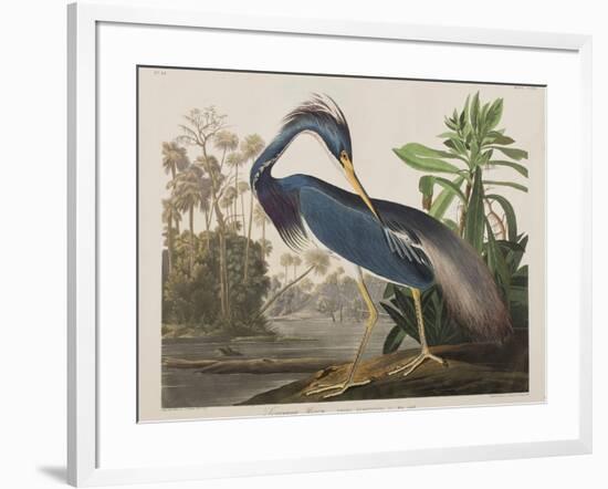 Illustration from 'Birds of America', 1827-38-John James Audubon-Framed Giclee Print