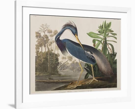 Illustration from 'Birds of America', 1827-38-John James Audubon-Framed Giclee Print