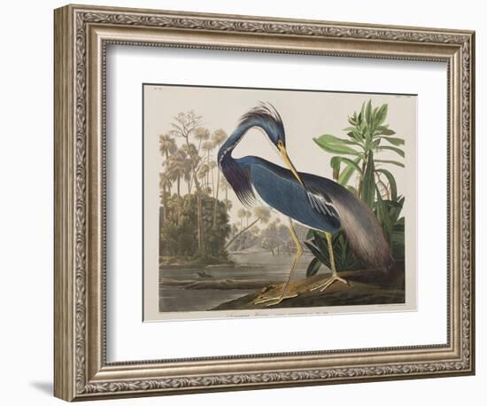 Illustration from 'Birds of America', 1827-38-John James Audubon-Framed Giclee Print