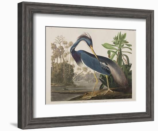 Illustration from 'Birds of America', 1827-38-John James Audubon-Framed Giclee Print