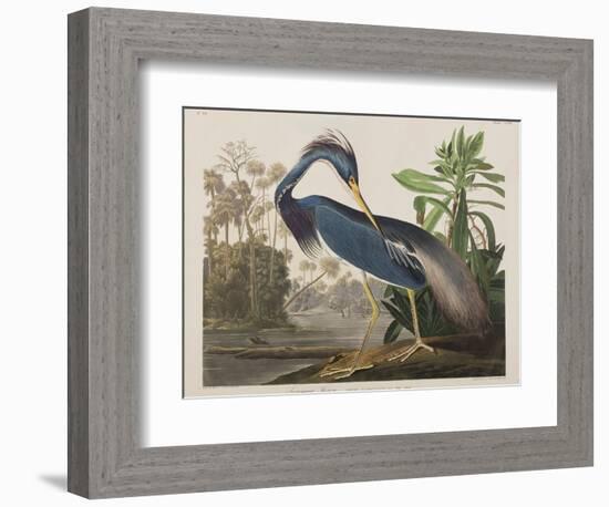 Illustration from 'Birds of America', 1827-38-John James Audubon-Framed Giclee Print