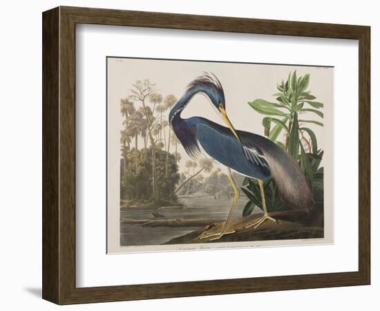 Illustration from 'Birds of America', 1827-38-John James Audubon-Framed Giclee Print