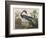 Illustration from 'Birds of America', 1827-38-John James Audubon-Framed Giclee Print