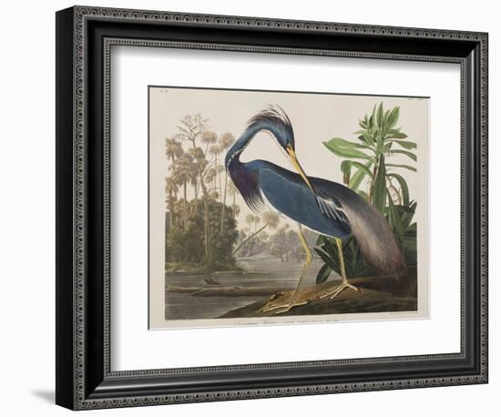 Illustration from 'Birds of America', 1827-38-John James Audubon-Framed Giclee Print