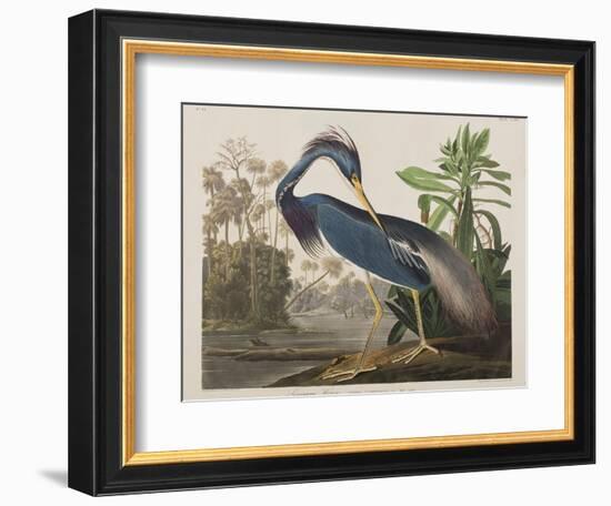 Illustration from 'Birds of America', 1827-38-John James Audubon-Framed Giclee Print