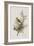 Illustration from 'Birds of America', 1827-38-John James Audubon-Framed Giclee Print