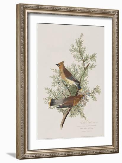 Illustration from 'Birds of America', 1827-38-John James Audubon-Framed Giclee Print