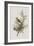 Illustration from 'Birds of America', 1827-38-John James Audubon-Framed Giclee Print