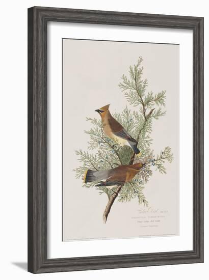 Illustration from 'Birds of America', 1827-38-John James Audubon-Framed Giclee Print