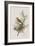 Illustration from 'Birds of America', 1827-38-John James Audubon-Framed Giclee Print