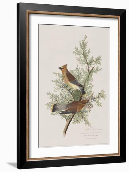 Illustration from 'Birds of America', 1827-38-John James Audubon-Framed Giclee Print