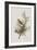 Illustration from 'Birds of America', 1827-38-John James Audubon-Framed Giclee Print