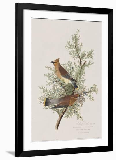 Illustration from 'Birds of America', 1827-38-John James Audubon-Framed Giclee Print